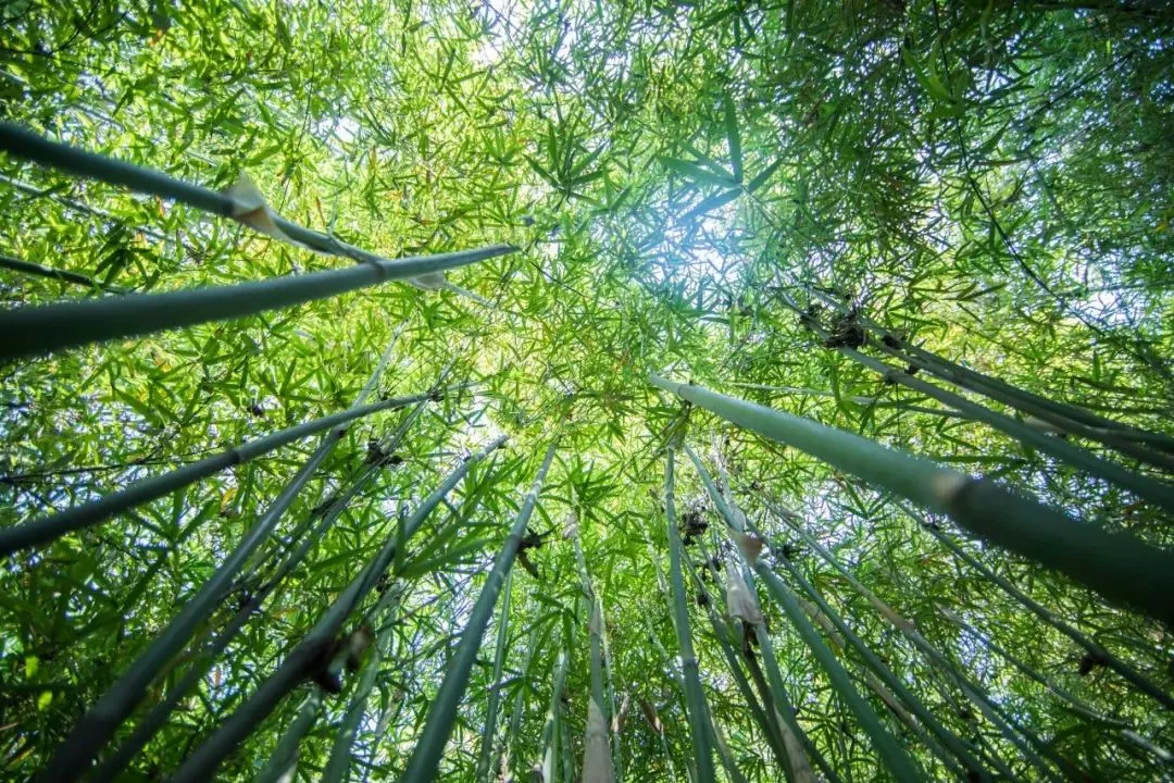 关于植物的诗句大全(描写植物的30首优美诗句)-流云流梦