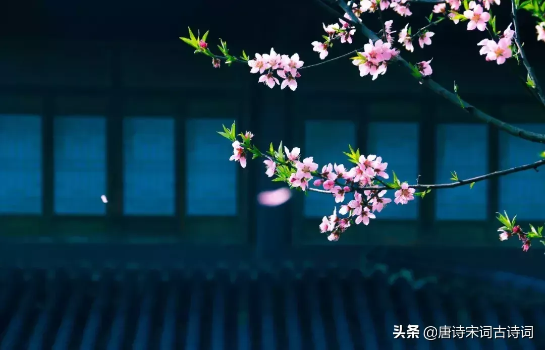 赞美桃花的诗句有哪些(桃花唯美简短的句子)-流云流梦