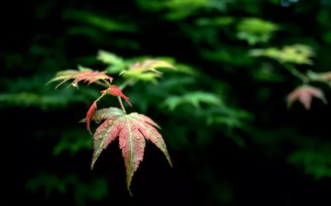 描写立秋的诗句古诗(关于秋天的古诗大全)