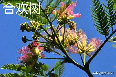 史铁生合欢树原文赏析(合欢树重点句子赏析)-流云流梦