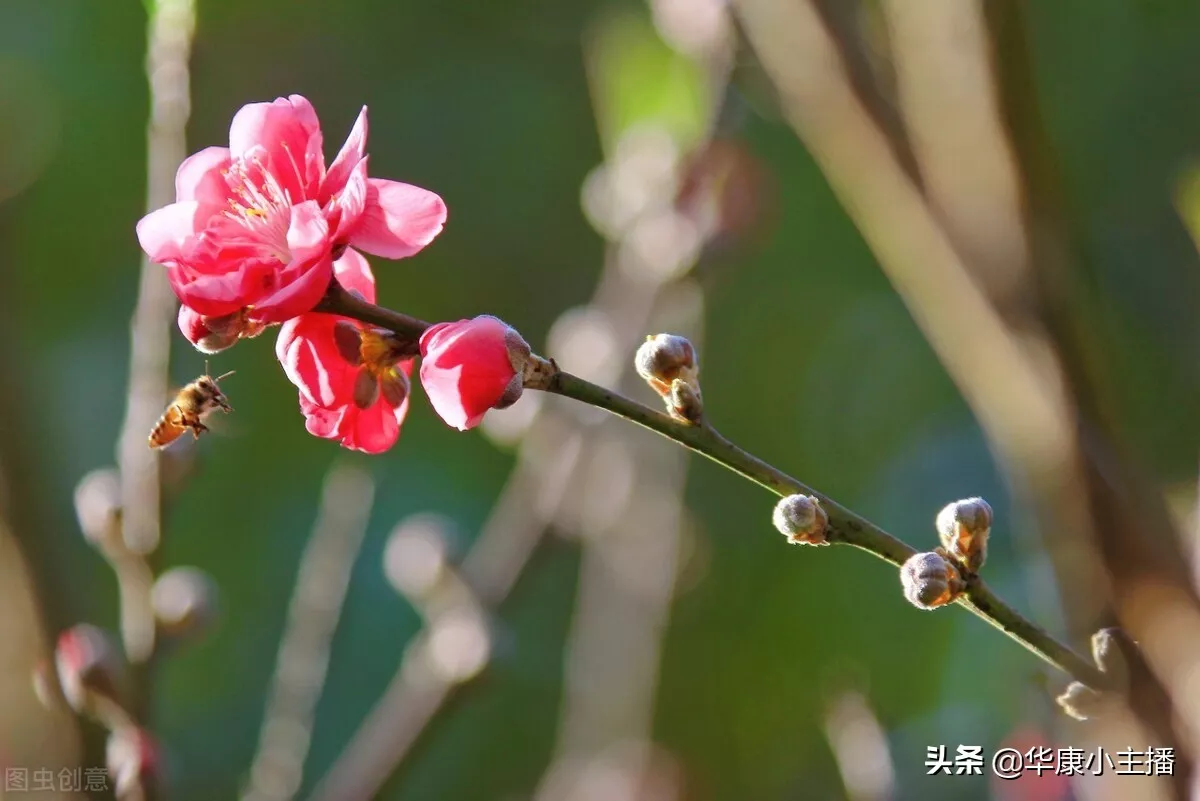 古诗春晓的诗意及注释(唐诗春晓的诗意)