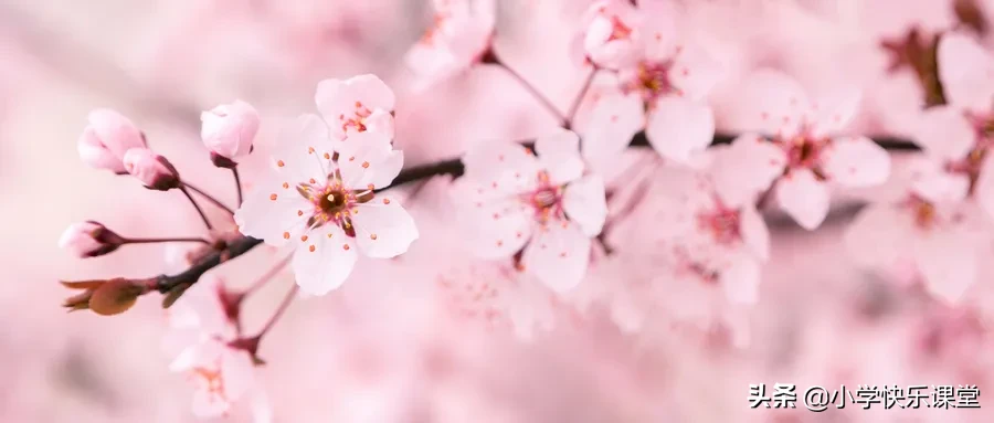 形容春天的诗句唯美(描写春天的绝美诗句)-流云流梦