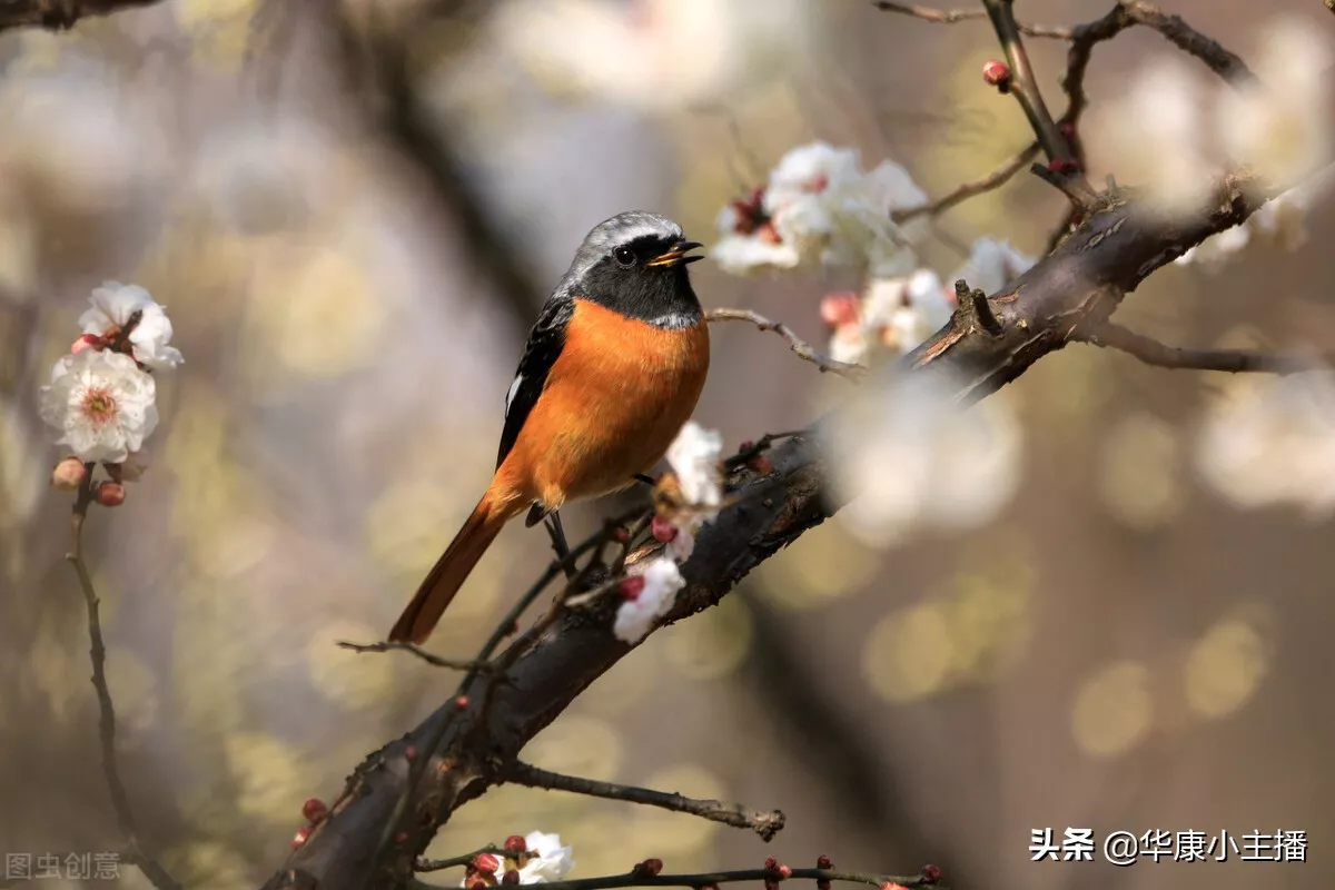 古诗春晓的诗意及注释(唐诗春晓的诗意)