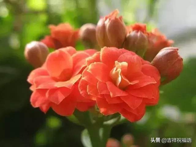 知心朋友难得的句子名言（珍惜友情最感人的句子）-流云流梦