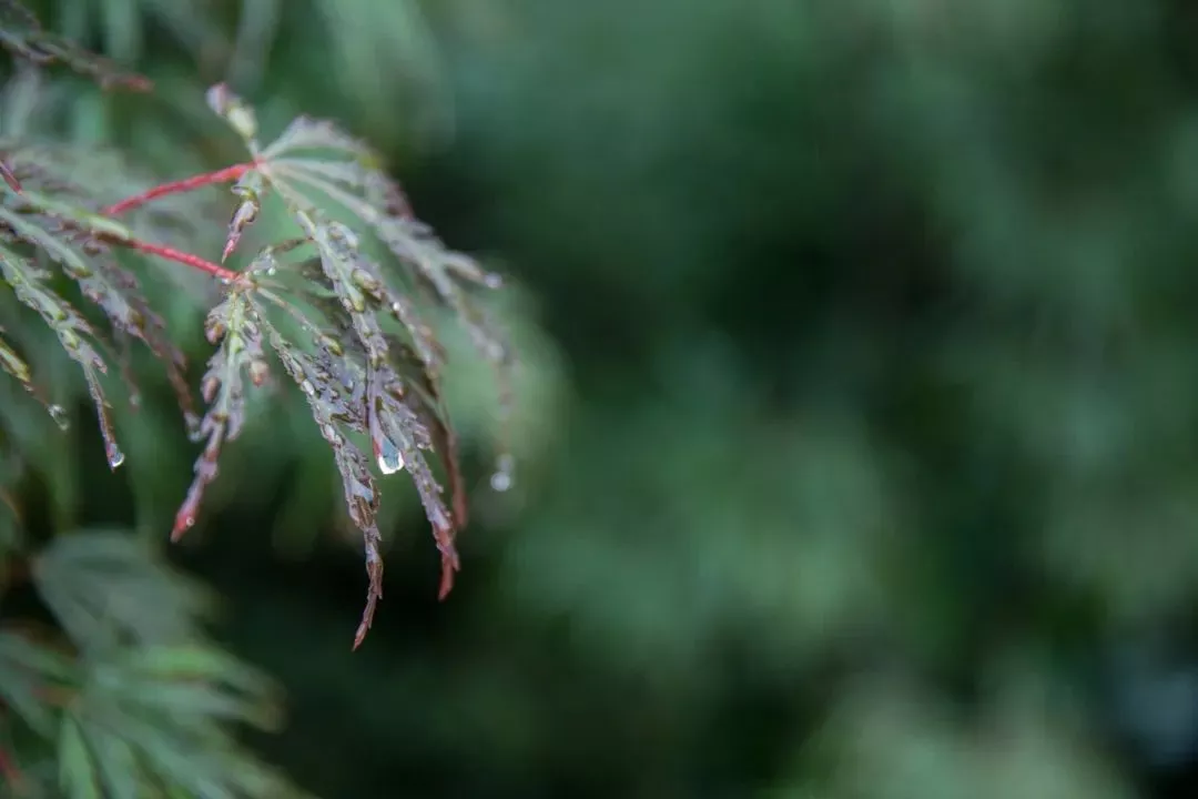 有关雨的古诗有哪些（描写雨后美景的20首唯美古诗词）-流云流梦