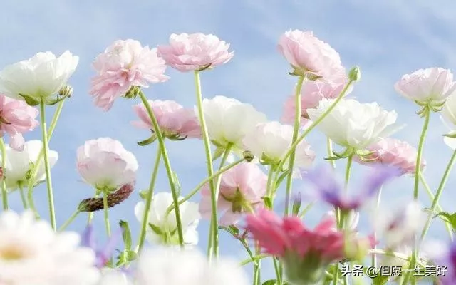 人生感悟一段很现实的话（很精辟的人生感悟句子）-流云流梦