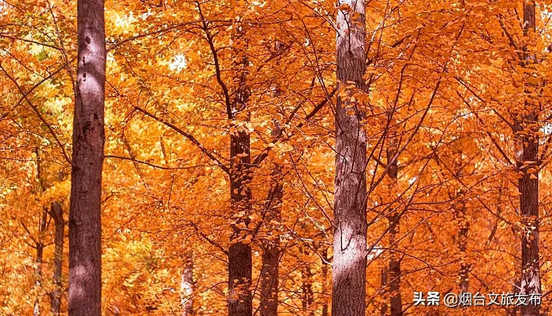 发朋友圈形容美景的句子（适合发圈的赏景佳句大全）-流云流梦