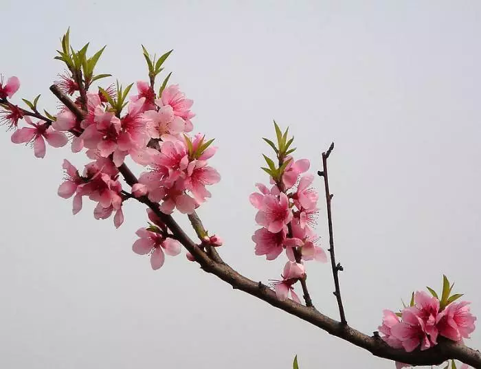 朱自清散文春原文(朱自清的春原文全解)-流云流梦