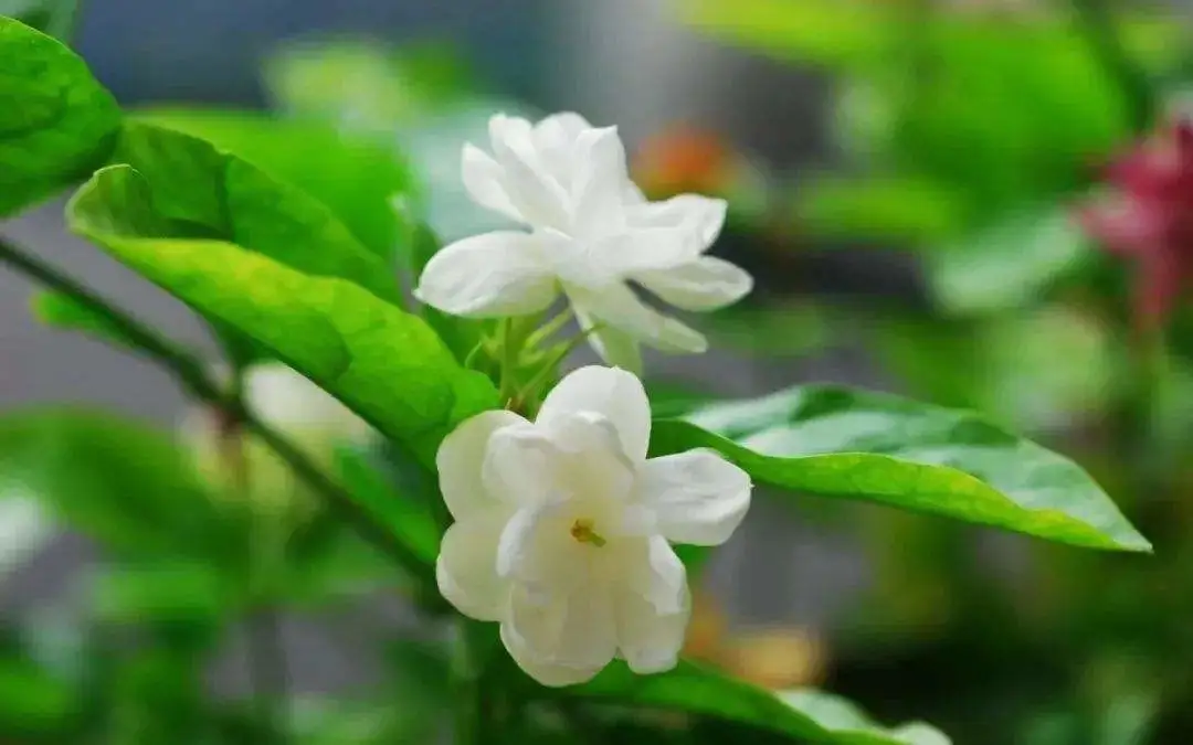 描写花的语句有哪些（赞美花的优美句子）-流云流梦